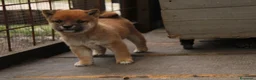 Shiba Inu cani in vendita:   Mame Shiba di piccola taglia – cuccioli rossi  - Annuncio 4
