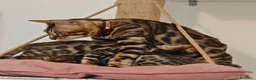 Bengala gatti in vendita: Cuccioli gattini bengale pronti - Annuncio 20