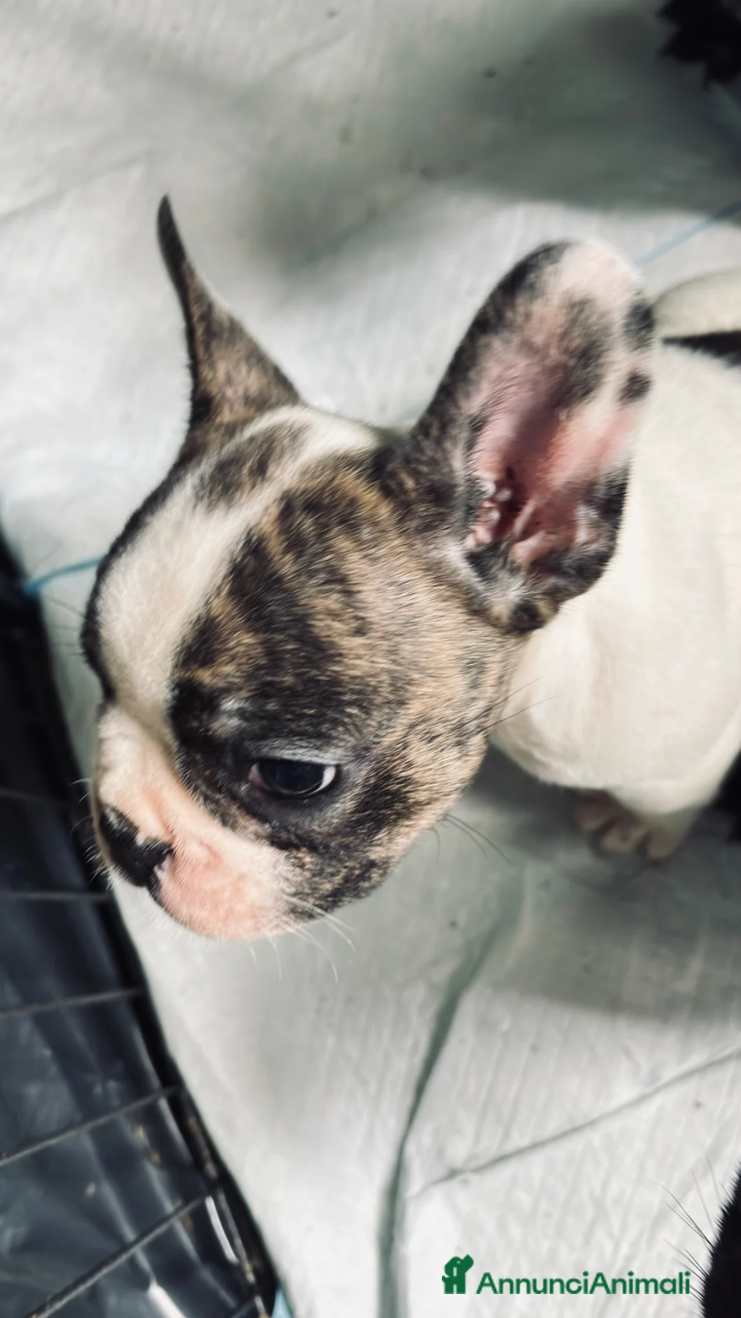 Bulldog Francese cani in vendita: Bulldog francese  a Provincia di Rieti - Annuncio 2