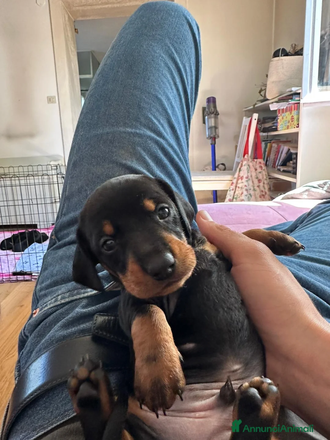 Bassotto cani in vendita: Bassotti cresciuti in fattoria - Annuncio 7