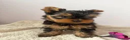 Yorkshire cani in vendita: Yorkshire Terrier  a Libero consorzio comunale di Agrigento - Annuncio 2
