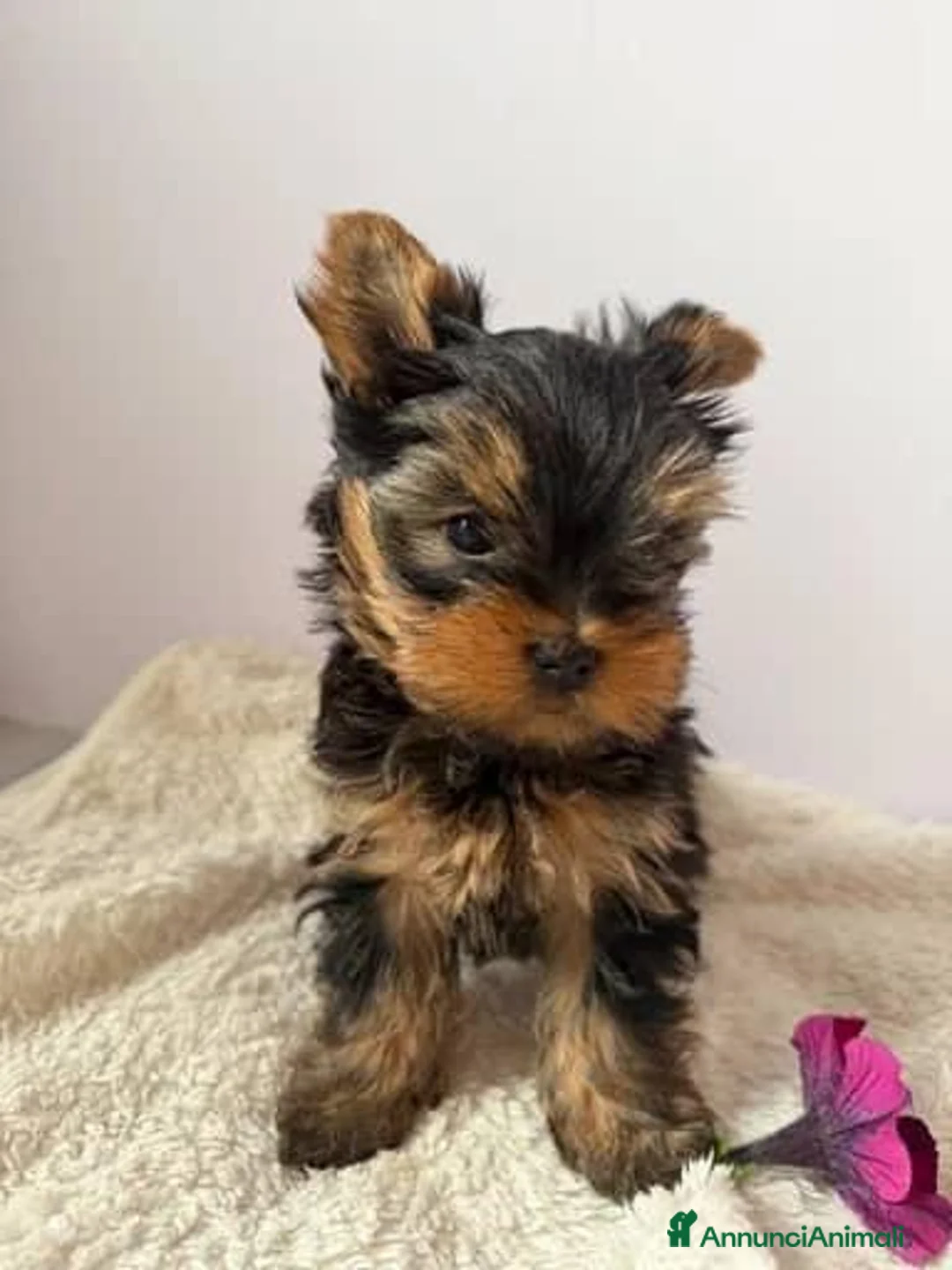 Yorkshire cani in vendita: Yorkshire Terrier  a Libero consorzio comunale di Agrigento - Annuncio 2