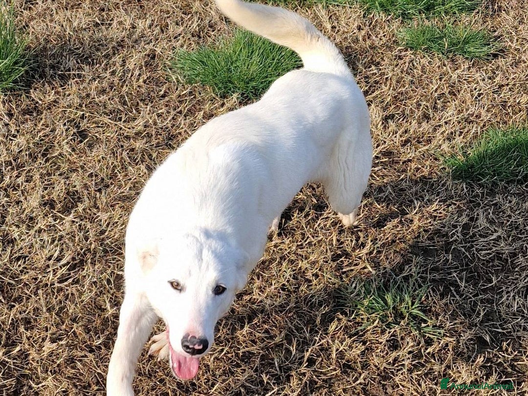 Pastore Maremmano cani in regalo: SQUITTY, dolcissima cucciola a Provincia di Latina - Immagine 2