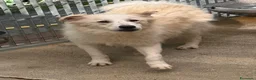 Meticcio cani in regalo: Milly  a Provincia di Cosenza - Annuncio 4