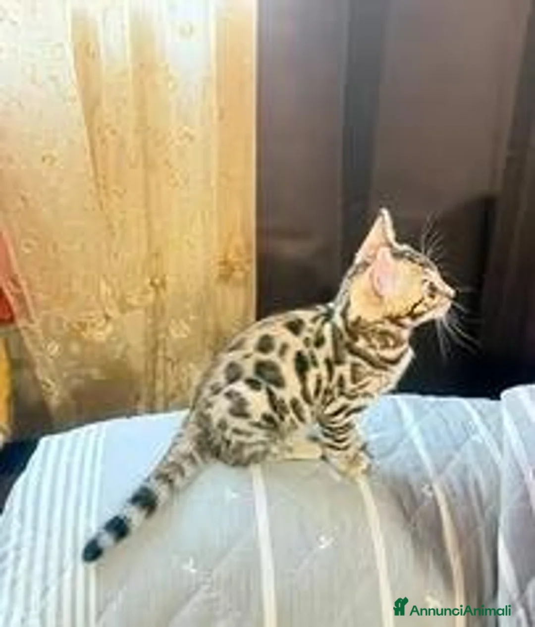Bengala gatti in vendita: Gatto bengala femmina - Annuncio 3