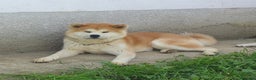 Akita Inu cani in vendita: Cuccioli Akita Inu  - Annuncio 3