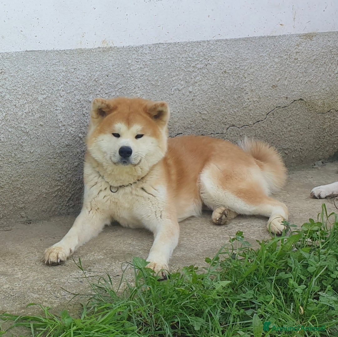 Akita Inu cani in vendita: Cuccioli Akita Inu  - Annuncio 3
