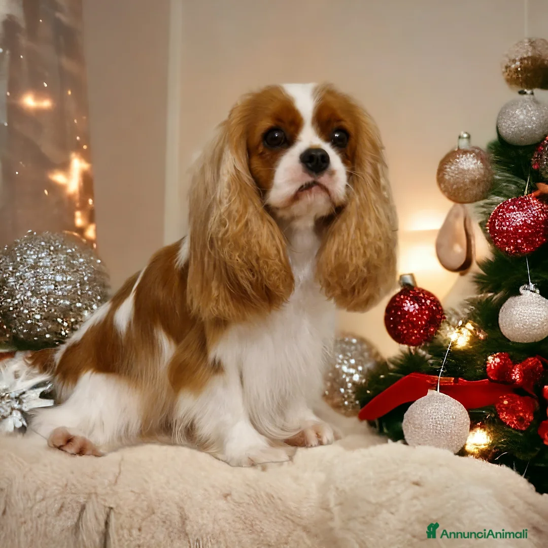 Immagine della galleria {{count}}