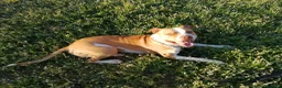 Pitbull cani per accoppiamento: Pitbull ADBA per monta a Città Metropolitana di Bologna - Annuncio 3