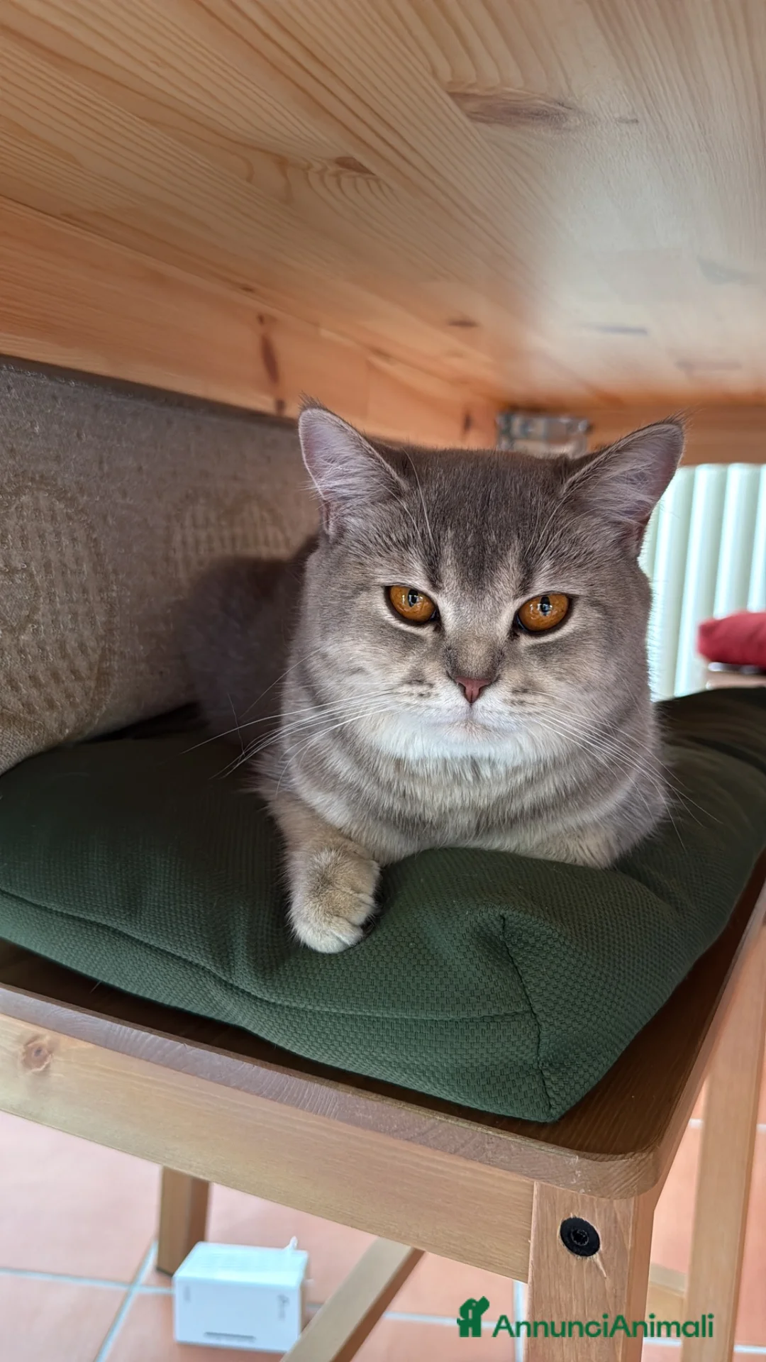 Scottish gatti in vendita: Gattini Scottish  - Annuncio 1