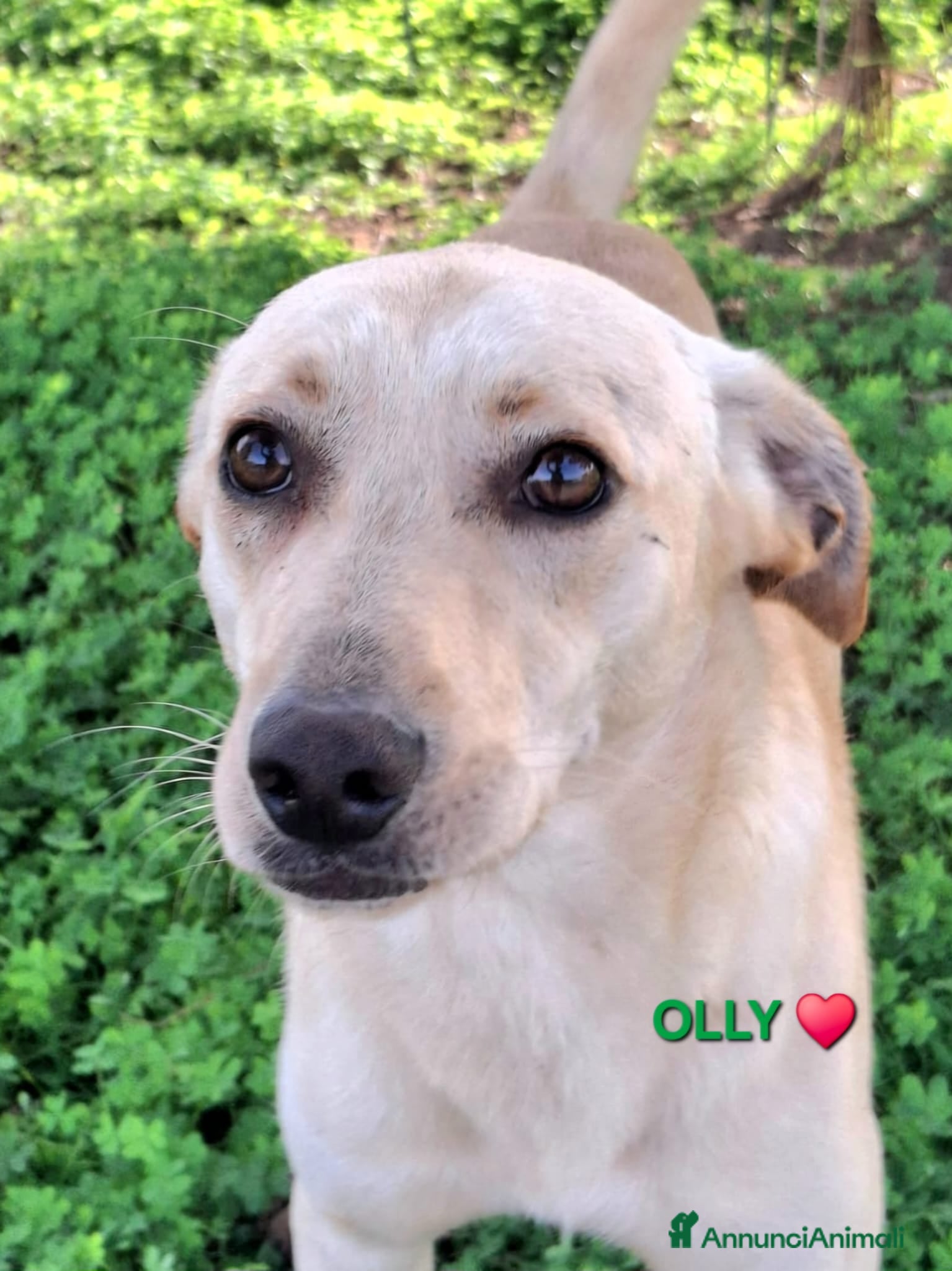 Meticcio cani OLLY 💙 - irresistibile cucciolone taglia media 🤩 - Annuncio 34