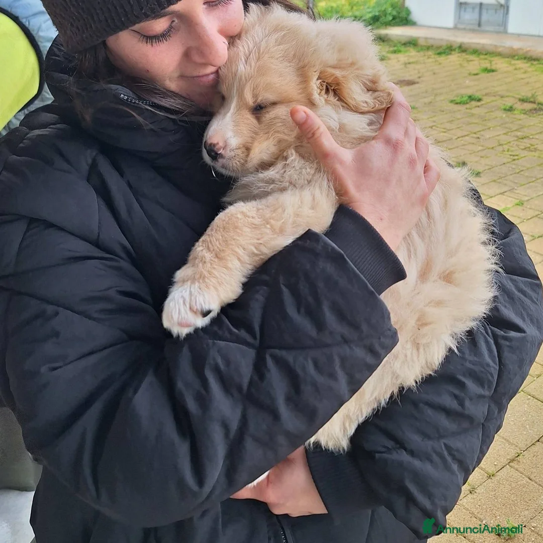 Meticcio cani in regalo: Quattro polpettine cercano casa - Annuncio 11