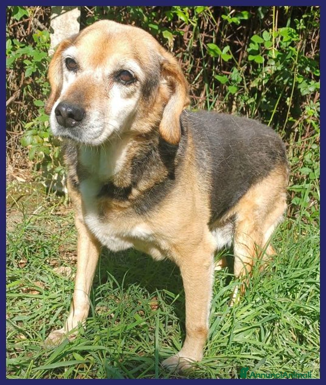 Meticcio cani in regalo: Nonna POLENTA sogna un divano e tante coccole - Annuncio 7