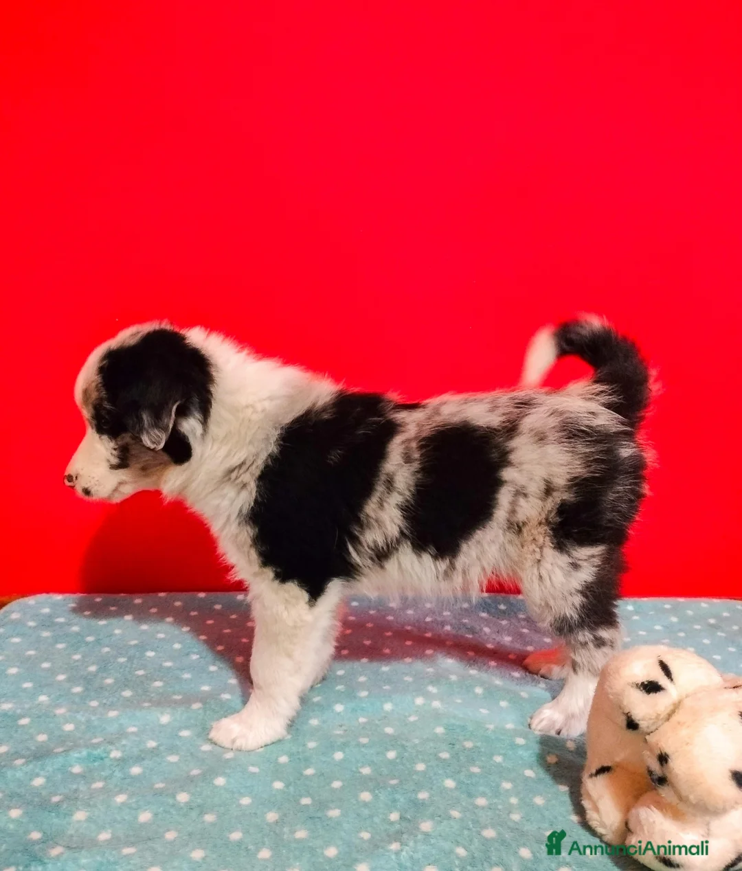 Border Collie cani in vendita: Cucciolo di border collie blue merle  - Annuncio 4