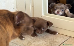 Chihuahua cani in vendita: Cuccioli di chihuahua  a Città metropolitana di Milano - Immagine 3