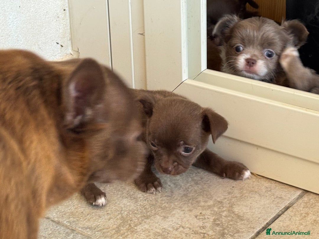 Chihuahua cani in vendita: Cuccioli di chihuahua  a Città metropolitana di Milano - Immagine 3