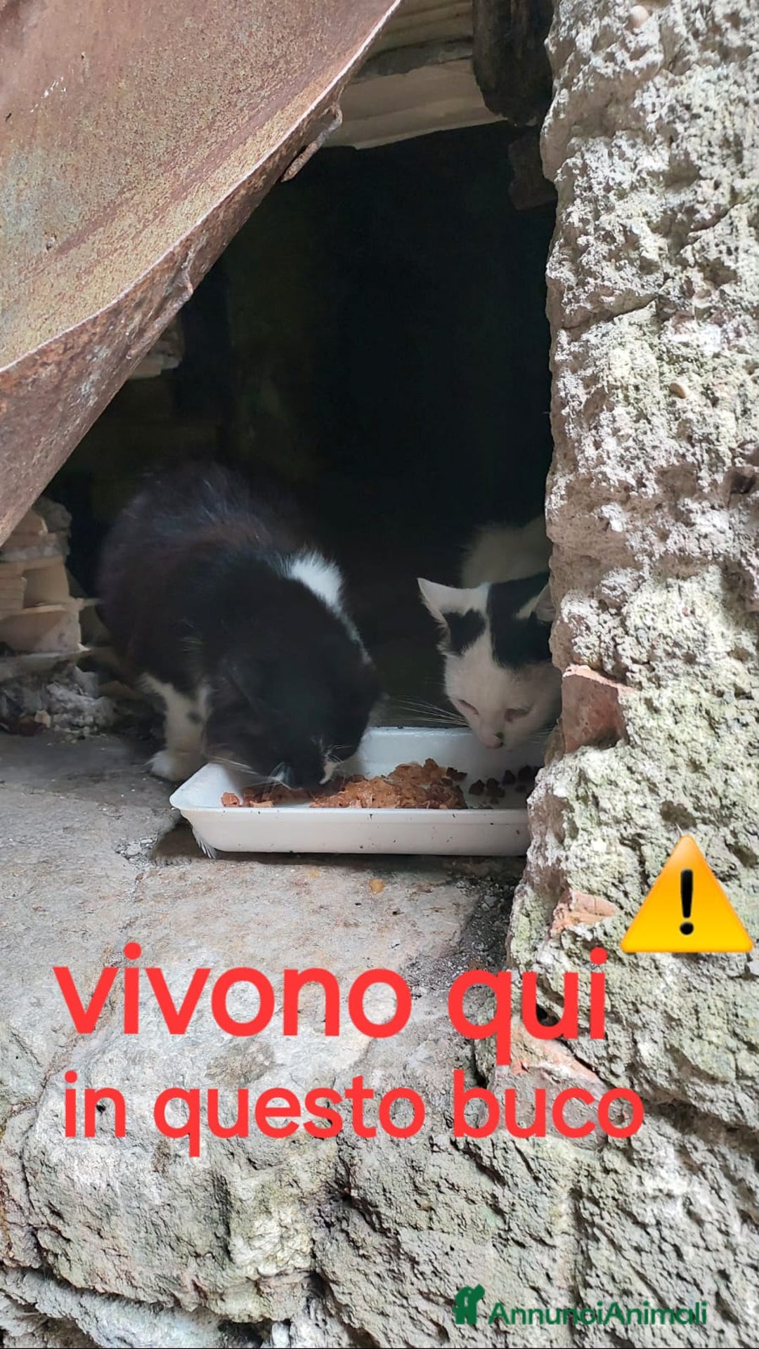 Europeo gatti in regalo: ♥️Non si meritano questo, si meritano il meglio♥️  - Annuncio 1