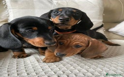 Bassotto cani in vendita: Cuccioli di Bassotto pronti a Provincia di Perugia - Immagine 8