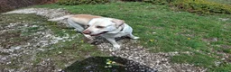 Labrador cani per accoppiamento: Labrador maschio per accoppiamento - Annuncio 15