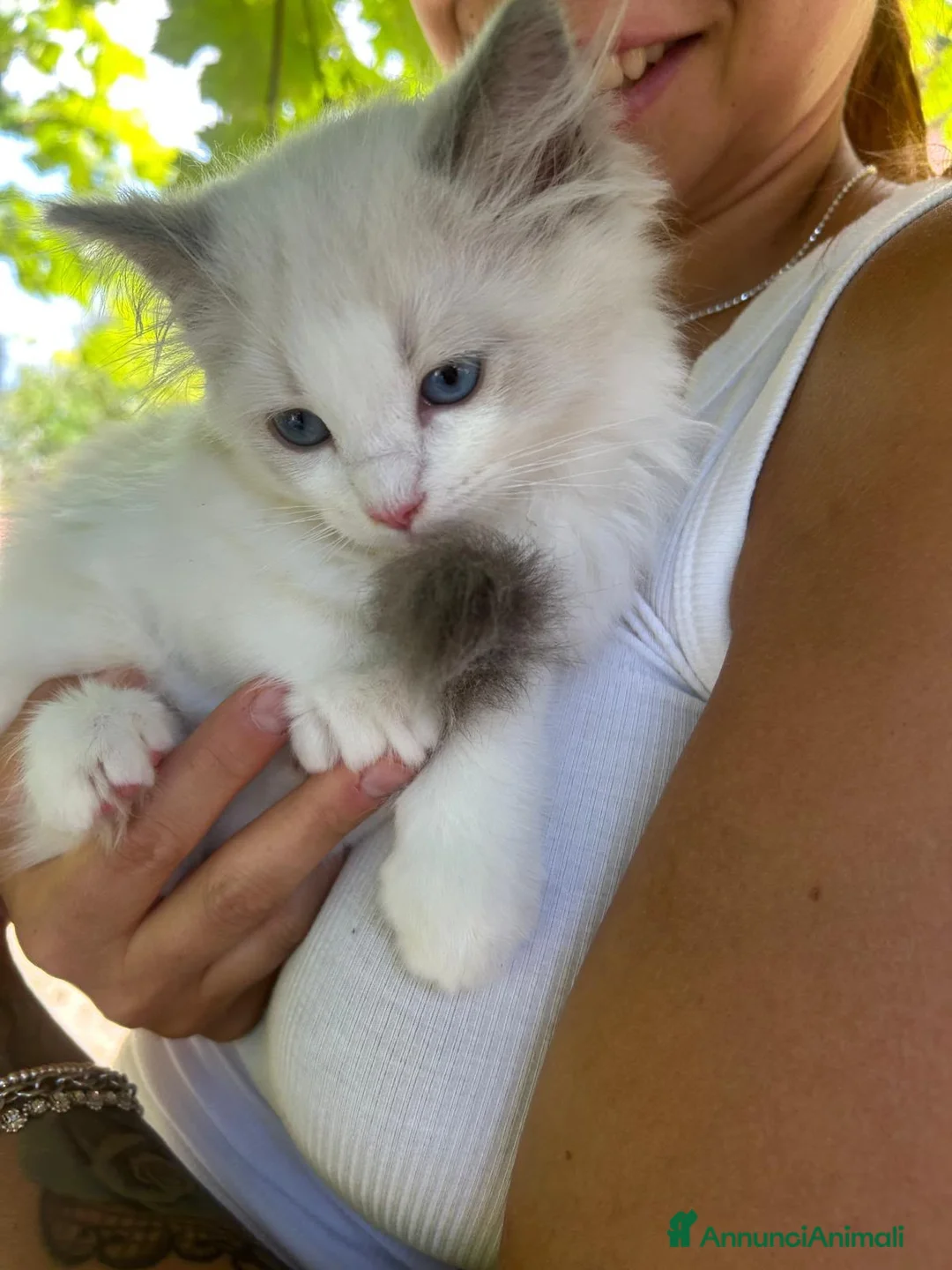 Ragdoll gatti in vendita: Gattini Ragdoll a Provincia di Savona - Annuncio 7