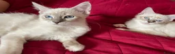 Ragdoll gatti in vendita: Gatto ragdoll - Annuncio 10