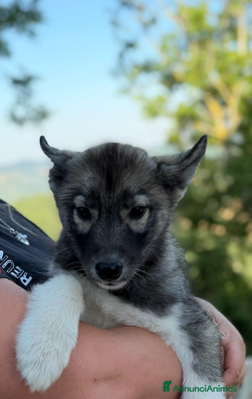 Husky cani Siberian husky agouti con pedigree  - Annuncio 8