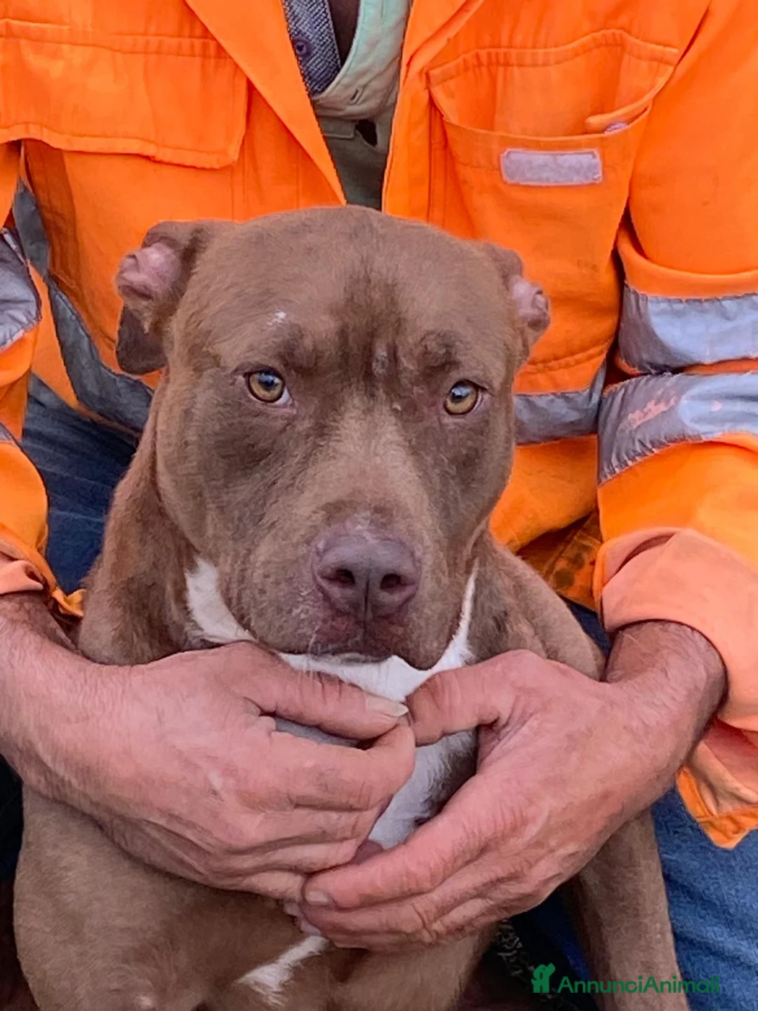 Pitbull cani in regalo: Bruno - Annuncio 2