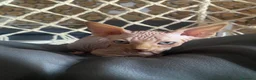 Sphynx gatti in vendita: Cuccioli Sphynks  - Annuncio 12