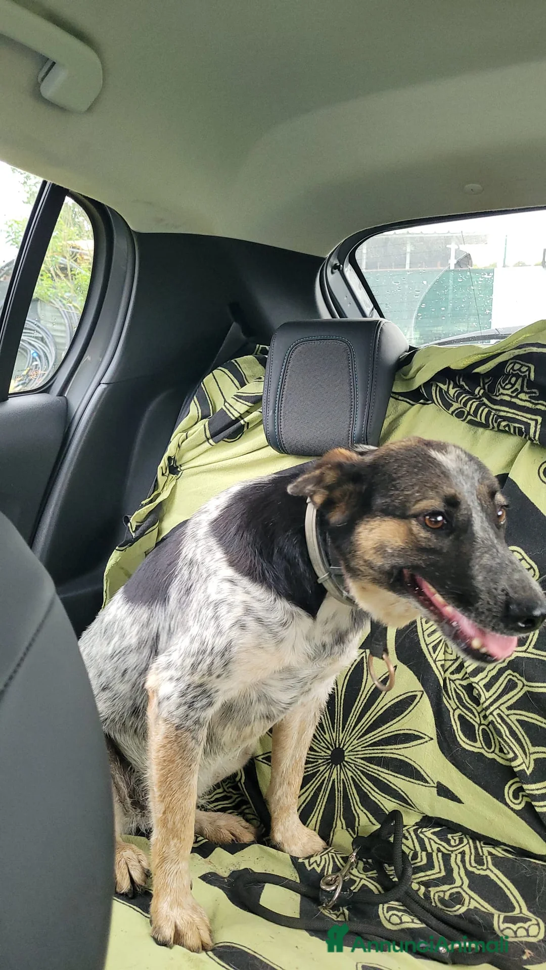 Meticcio cani in regalo: Splendida meticcia - DIVY a Città metropolitana di Milano - Annuncio 5