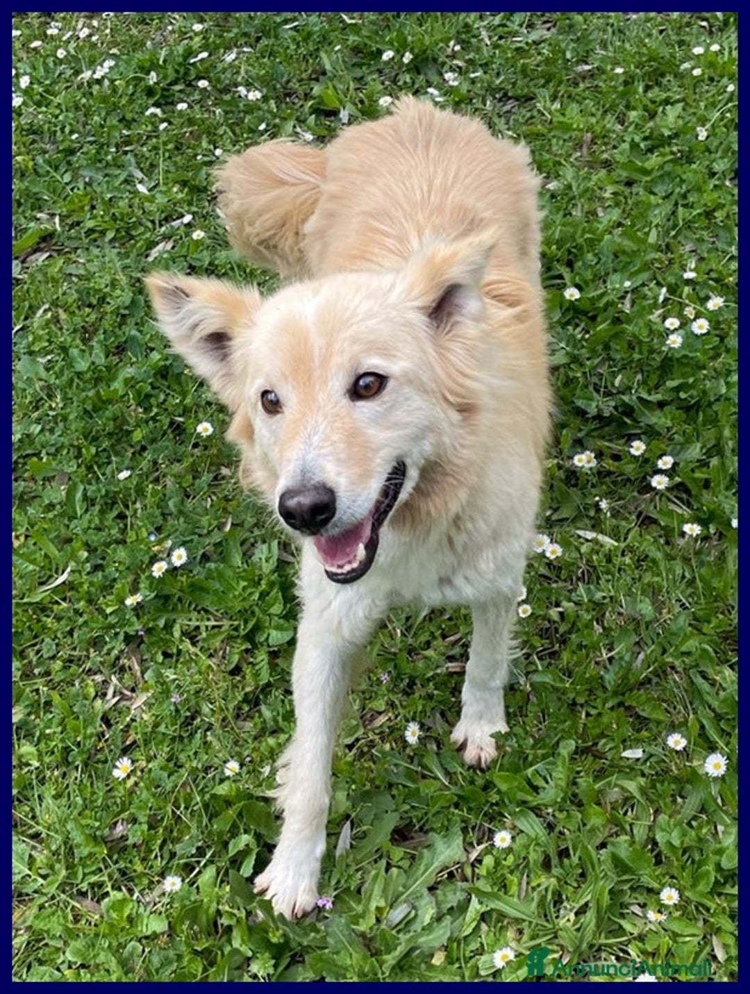 Meticcio cani in regalo: LUCKY-COTONE, IL NOSTRO ANGELO PELOSO, ASPETTA ANC a Città metropolitana di Milano - Annuncio 8