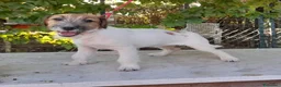 Jack Russell cani in vendita: Jack Russell Terrier Broken femmina  a Città metropolitana di Roma Capitale - Annuncio 4