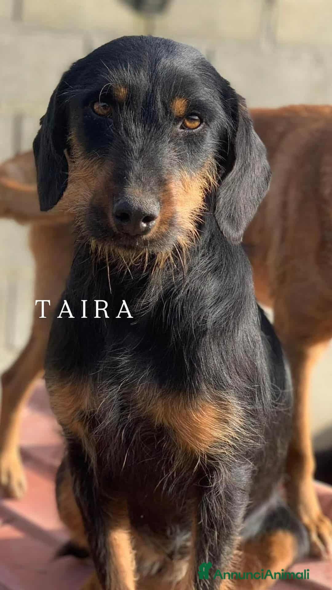 Jagdterrier cani in regalo: TAIRA, dolcissima JAGD TERRIER! - Annuncio 2