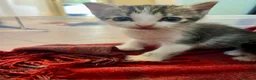 Meticcio gatti in regalo: Regalo 8 gattini (F/M) zona Sciacca (AG) a Libero consorzio comunale di Agrigento - Annuncio 5