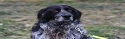 Meticcio cani in regalo: Cesarone 35 kg di bontà  - Annuncio 6
