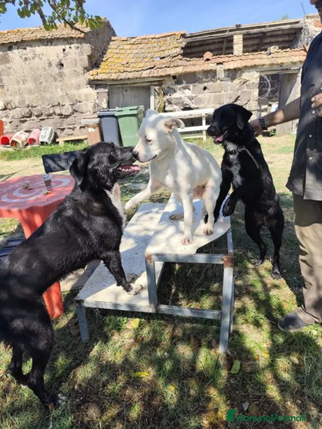 Meticcio cani in regalo: SIMBA simil Staffordshire Bull Terrier - Annuncio 4