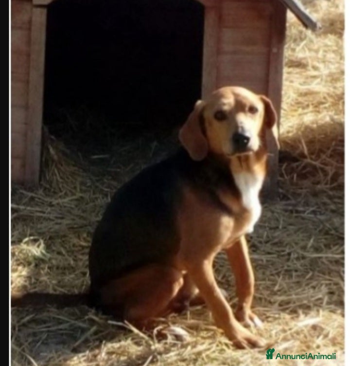 Meticcio cani Simil Beagle adulto,oltre 6anni di appelli. PESARO - Annuncio 2