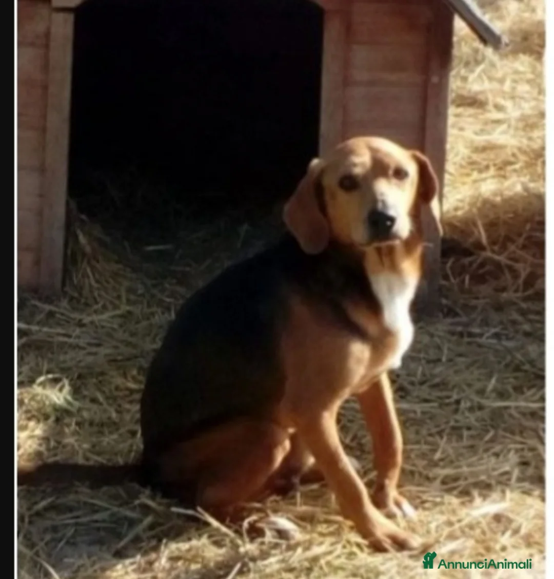 Meticcio cani in regalo: Simil Beagle adulto,oltre 6anni di appelli. PESARO - Annuncio 2