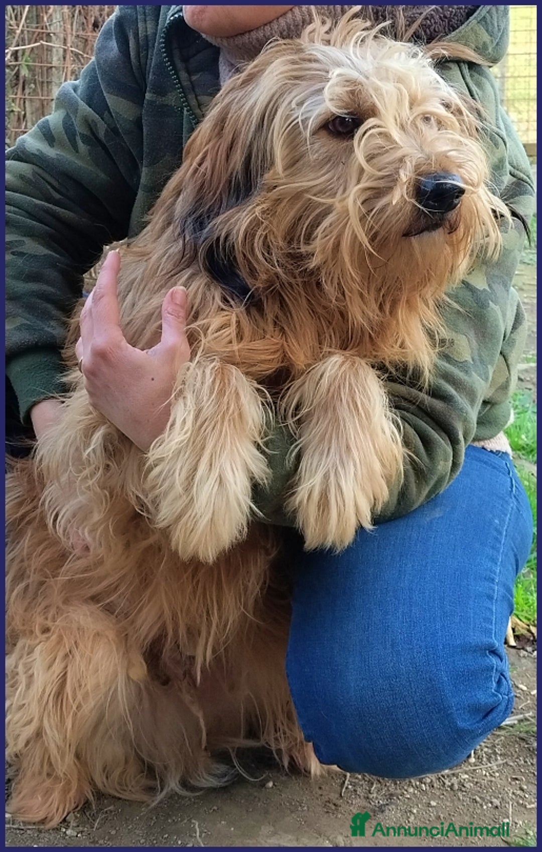 Spinone cani in regalo: FANGO DOLCE SPINONCELLO 2-3 ANNI SOGNA LA GIOIA DI a Città metropolitana di Milano - Annuncio 6