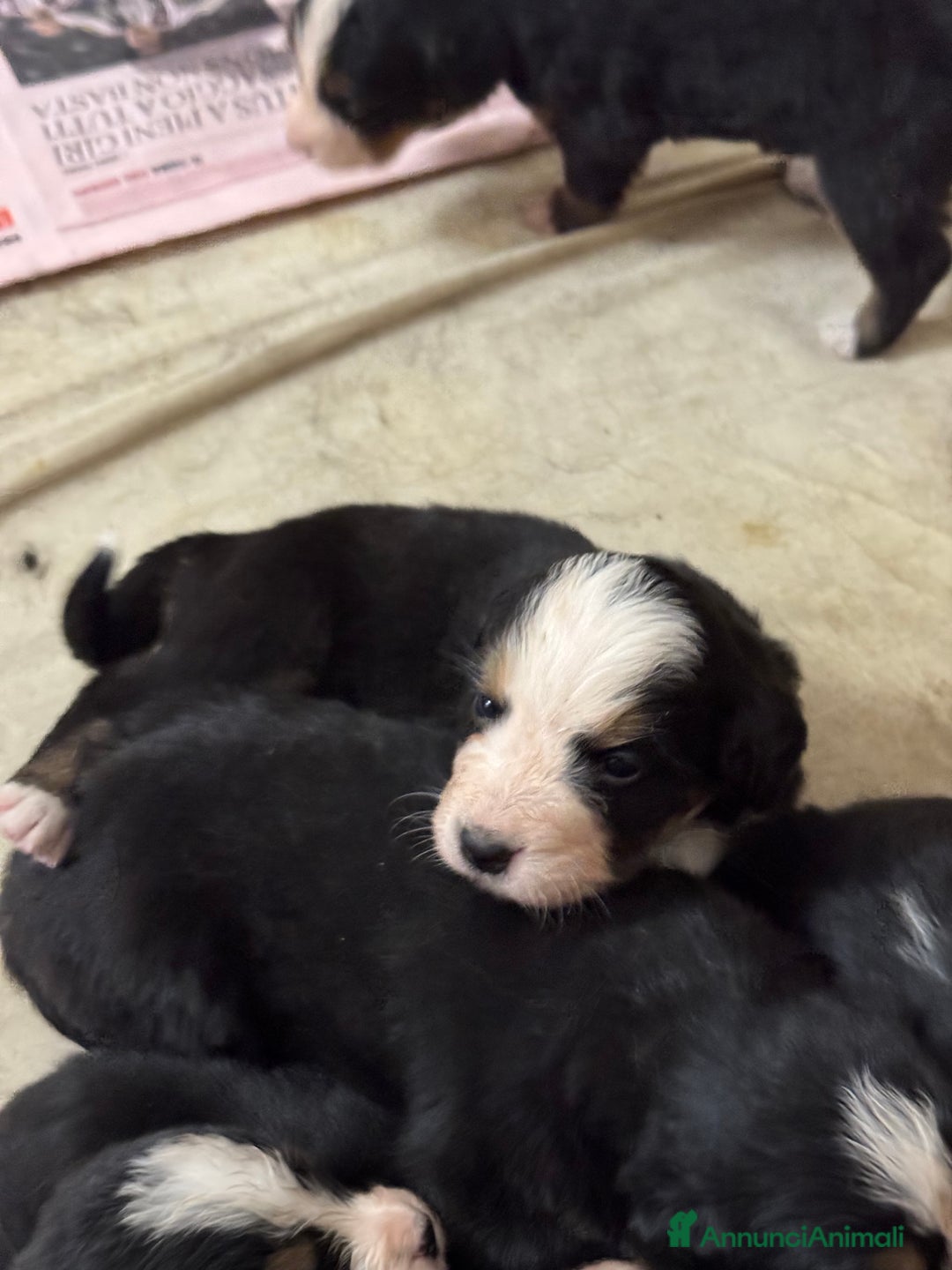 Bovaro del Bernese cani in vendita: Cuccioli Bernese da famiglia (privati) - Annuncio 19