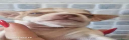 Chihuahua cani in vendita: Cuccioli di Chiwawa - Annuncio 5
