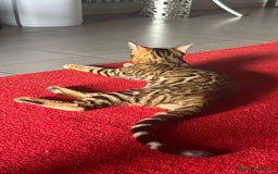 Bengala gatti in vendita: Cuccioli Bengala  a Provincia di Cuneo - Immagine 4