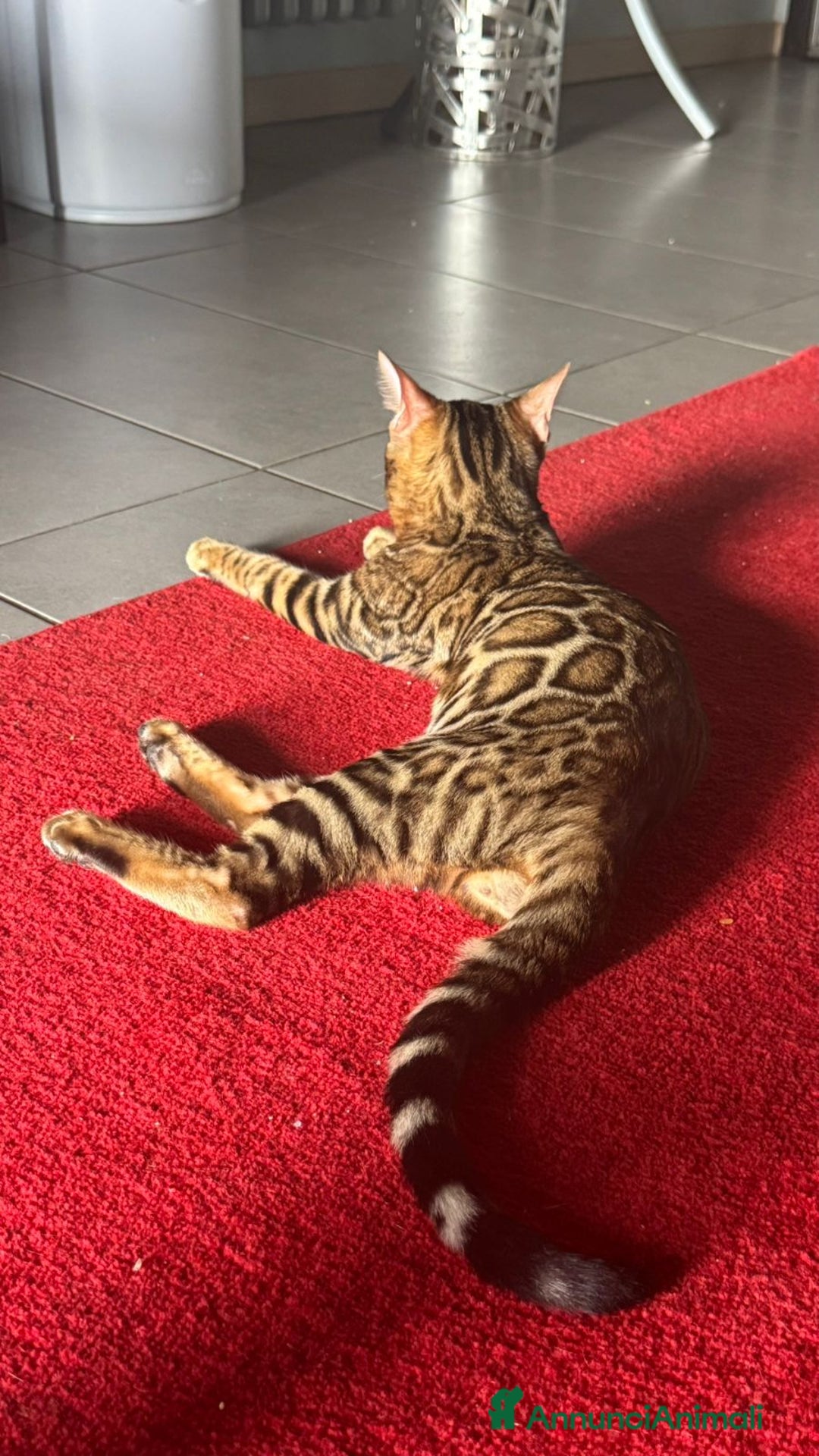 Bengala gatti in vendita: Cuccioli Bengala  a Provincia di Cuneo - Immagine 4
