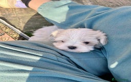 Maltese cani in vendita: Cuccioli MALTESI alta genealogia  a Città metropolitana di Roma Capitale - Immagine 2