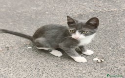 Altre razze gatti in regalo: Nemo, gattino sogna casa - Immagine 6