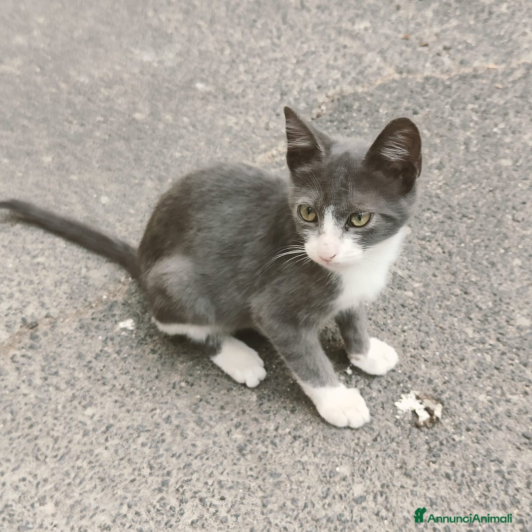 Altre razze gatti in regalo: Nemo, gattino sogna casa - Immagine 6