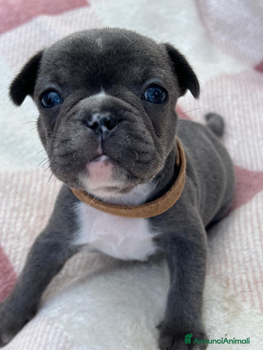 Bulldog Francese cani in vendita: Cuccioli bulldog francese esotici blu - Annuncio 28