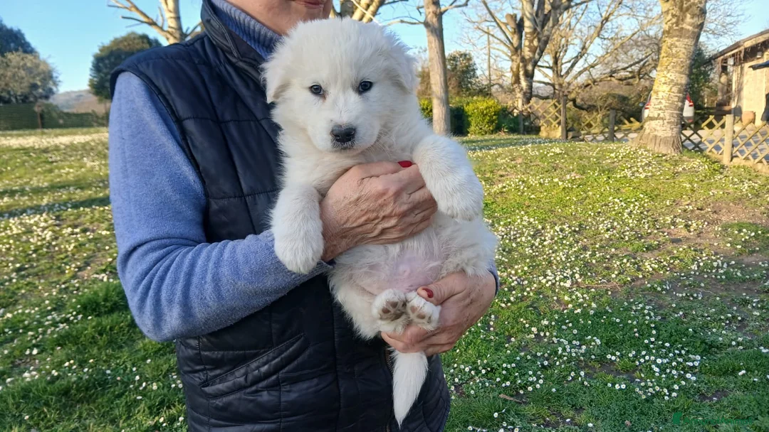 Meticcio cani in regalo: KOSTNER HA BISOGNO DI UNA MAMMA E DI UN PAPA' - Annuncio 2