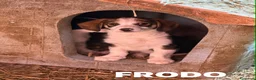 Meticcio cani in regalo: 8 super CUCCIOLI tg PICCOLA cercano amore! - Annuncio 12