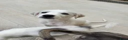 Meticcio cani in regalo: Dingo cucciolo taglia media socievole a Città metropolitana di Roma Capitale - Annuncio 2
