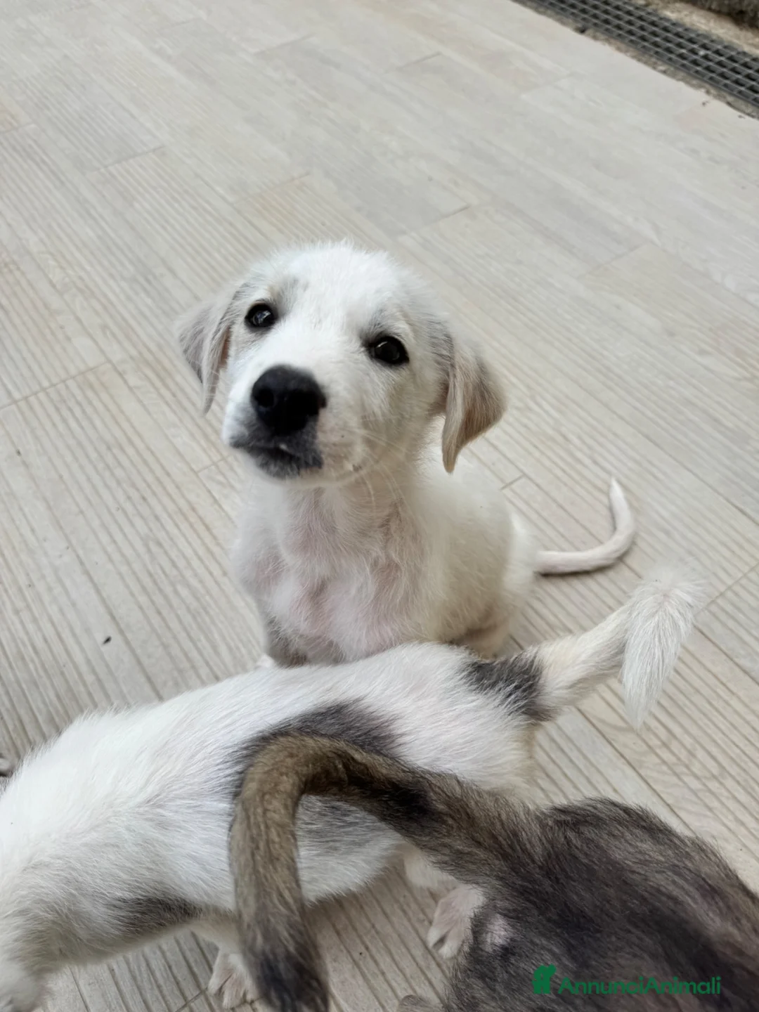 Meticcio cani in regalo: Dingo cucciolo taglia media socievole a Città metropolitana di Roma Capitale - Annuncio 2